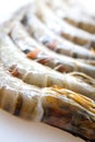 Fresh and big raw tiger prawn Royalty Free Stock Photo