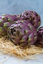 Fresh big Romanesco artichokes green-purple flower heads ready t Royalty Free Stock Photo