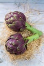 Fresh big Romanesco artichokes green-purple flower heads ready t Royalty Free Stock Photo