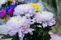 Fresh big white chrysanthemum closeup Royalty Free Stock Photo