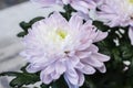 Fresh big white chrysanthemum closeup Royalty Free Stock Photo