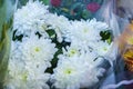 Fresh big white chrysanthemum closeup Royalty Free Stock Photo