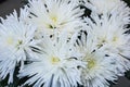 Fresh big white chrysanthemum closeup Royalty Free Stock Photo