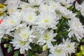 Fresh big white chrysanthemum closeup Royalty Free Stock Photo