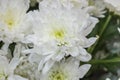 Fresh big white chrysanthemum closeup Royalty Free Stock Photo