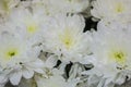 Fresh big white chrysanthemum closeup Royalty Free Stock Photo