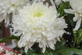 Fresh big white chrysanthemum closeup Royalty Free Stock Photo