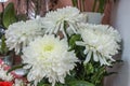 Fresh big white chrysanthemum closeup Royalty Free Stock Photo