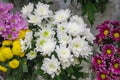 Fresh big white chrysanthemum closeup Royalty Free Stock Photo