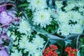 Fresh big white chrysanthemum closeup Royalty Free Stock Photo