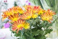 Fresh big yellow Red chrysanthemum closeup Royalty Free Stock Photo