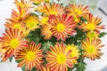 Fresh big yellow Red chrysanthemum closeup Royalty Free Stock Photo