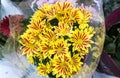 Fresh big yellow red chrysanthemum closeup Royalty Free Stock Photo