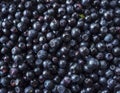 Fresh bilberry background. Texture blueberries close up.