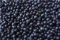 Fresh bilberry background. Texture blueberries close up.