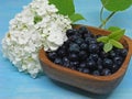 Fresh bilberry, forest blueberry on blue wooden table.