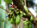 Bilimbi Averhoa bilimbi Linn. or cucumber fruit and flower Royalty Free Stock Photo