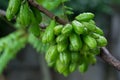 Fresh Bilimbi, Bilimbing, Cucumber Tree