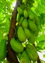 Fresh bilimbi fruit hangs in clusters on small branches Royalty Free Stock Photo