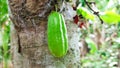 Fresh bilimbi fruit health on tree