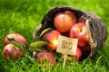 Fresh Bio apples on display at market Royalty Free Stock Photo