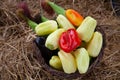 Fresh bio vegetables in a basket - red Californian pepper, eggplant, fresh corn, cob, yellow pepper, basket, kosh Royalty Free Stock Photo
