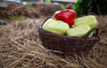 Fresh bio vegetables in a basket - red Californian pepper, eggplant, fresh corn, cob, yellow pepper, basket, kosh Royalty Free Stock Photo