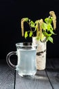 Fresh birch juice in a glass and birch branches