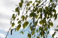 Fresh Birch Leaves and Catkins Against Cloudy Sky Royalty Free Stock Photo