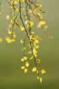 Fresh birch leaves in spring