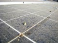 Fresh Bird Poop on Dusty Solar Panel Surface