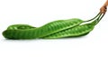 Green Bitter bean isolated on white background Royalty Free Stock Photo