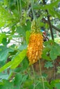 Fresh Bitter melon or bitter gourd or Momordica charantia, hanging in vegetable garden