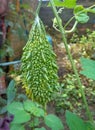 Fresh Bitter melon or bitter gourd or Momordica charantia, hanging in vegetable garden