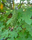 Fresh Bitter melon or bitter gourd or Momordica charantia, hanging in vegetable garden