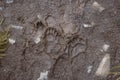 Fresh black bear footprint in mud on hiking trail, Exit Glacier, Kenai Fjords National Park, Seward, Alaska, United States