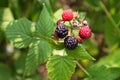 Fresh black berries and black ras berries on a bush