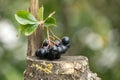 Fresh Black Chokeberries on Weathered Tree Stump in Natural Setting Royalty Free Stock Photo
