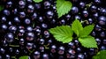 Fresh black currant background. Top view.