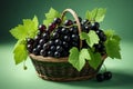 fresh black currant in basket isolated on green background Royalty Free Stock Photo