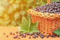 Fresh black currant in a basket on wooden table in garden Royalty Free Stock Photo