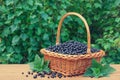 Fresh black currant in a basket on wooden table in garden Royalty Free Stock Photo