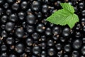 Fresh black currant berries and green leaf, top view. Black currant texture Royalty Free Stock Photo
