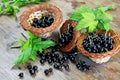 Fresh black currant berries in a wicker basket Royalty Free Stock Photo