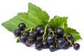 Fresh black currant isolated Royalty Free Stock Photo