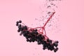 Fresh black elder berries in water on pink background. Healthy antiviral herb