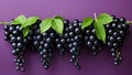 Fresh Black Grapes on Purple Background