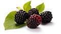 Fresh black mulberries on a leaf. Juicy ripe berries with a vibrant green leaf. Concept of organic fruit, natural Royalty Free Stock Photo