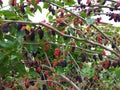 Black Mulberries