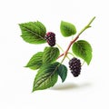 Fresh black mulberry isolated on white background